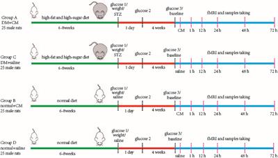 The Application of Functional Magnetic Resonance Imaging in Type 2 Diabetes Rats With Contrast-Induced Acute Kidney Injury and the Associated Innate Immune Response